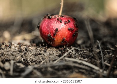 A colony of ants eats from a fallen red apple in an apple orchard after the fall fruit harvest. Macro picture. ants eating apples.