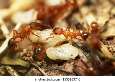 Colony of ants in the garden