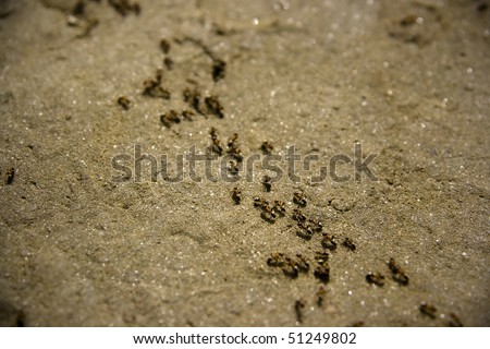A colony of ants marching across the sand.