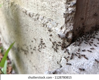 Colony Of Ants. A Path Of Black Ants. Ants In The Garden Of A Private House