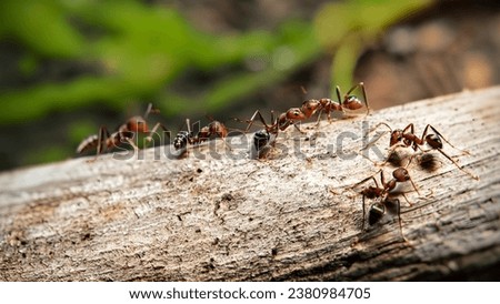 a colony of ants walking on a log in the forest