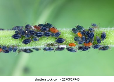 A colony of aphids on the green shoot of a plant in the garden.