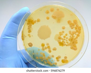 Colony Of Bacteria In Culture Medium Plate, Microbiology.