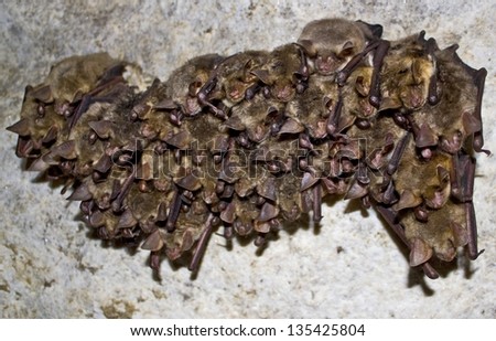 A colony of the bats in a cave