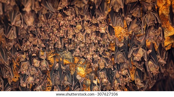 Colony Bats Hanging Ceiling Goa Lawah Stock Photo Edit Now 307627106