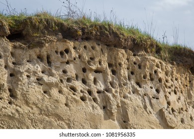 A colony of bird holes in a snadstone cliff at the beach near Baltic sea. Bird nesting place.
