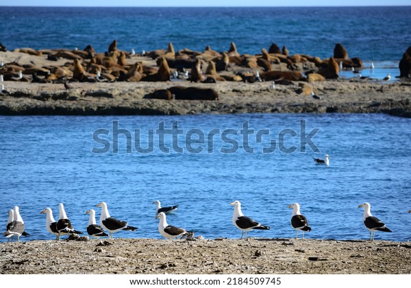 A\
colony of birds and South American sea lions (Otaria flavescens) in\
the Loberia viewpoint near to Puerto Piramides in Peninsula Valdes,\
a nature reserve in the Patagonian coast of\
Argentina.