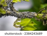 colony of black Aphids, Aphidoidea, a species of small insects that feed on plant sap. Aphids live in groups, are black in color. Aphids are small and 1 milli to 2 millimeters long.