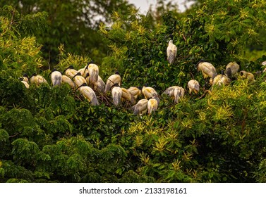 A Colony Of Black Headed Ibis