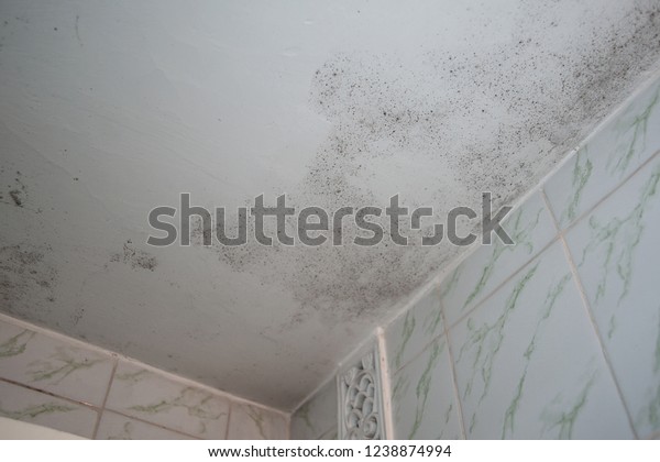 Colony Black Mold On White Ceiling Stock Photo Edit Now 1238874994