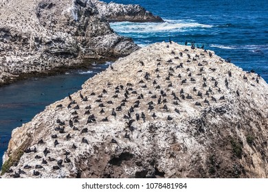 A Colony Of Brandt's Cormorants, Phalacrocorax Penicillatus, Settled On Bird Island In The Point Lobos State Reserve, California.