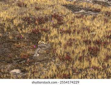 A colony of bright pink flowers of the Appalachian Fameflower, Phemeranthus teretifolius, growing in a dry, rocky cliff outcrop in the Little River Canyon National Preserve in Alabama. - Powered by Shutterstock