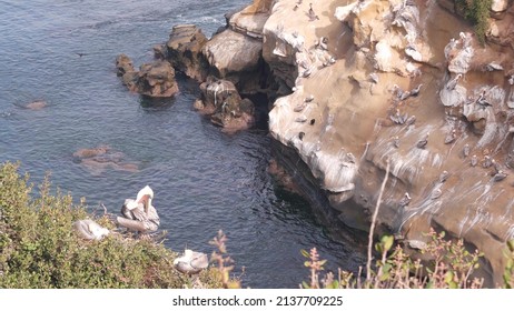 Colony Of Brown Pelican, Flock Of Wild Pelecanus, Many Birds Nesting, La Jolla Cove Cave, San Diego, California Ocean Coast, USA. Cliff With Arch In Sea Water. Group Of Wild Animals, Rock With Cavern.