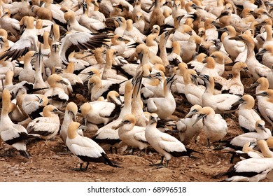 Colony Of Cape Gannets At Lamberts Bay Bird Island, South Africa