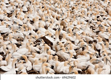 Colony Of Cape Gannets At Lamberts Bay Bird Island, South Africa