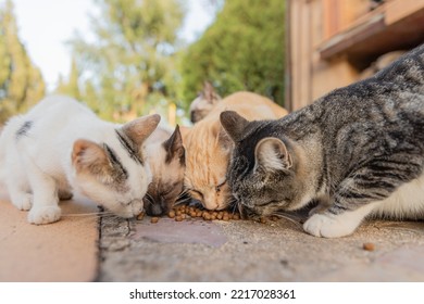 Colony of cats feeding. Wild cats living outdoors. A group of stray cats eating the dry cat food that their caregivers give them. - Shutterstock ID 2217028361