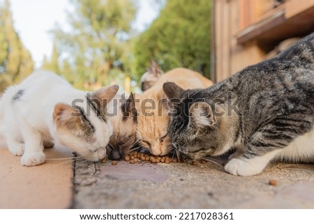 Colony of cats feeding. Wild cats living outdoors. A group of stray cats eating the dry cat food that their caregivers give them.