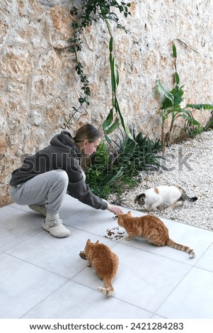 Colony of cats feeding. Wild cats living outdoors. A group of stray cats eating the dry cat food that their caregivers give them.