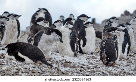 Colony of chinstrap penguins (Pygoscelis antarcticus) molting at Half Moon Island, Antarctica - Powered by Shutterstock
