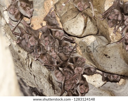 Colony of the Common Vampire Bat (Desmodus rotundus) in a limestone cave.
