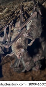 The Colony Of Common Vampire Bats, Desmodus Rotundus