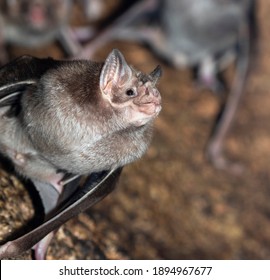 The Colony Of Common Vampire Bats, Desmodus Rotundus