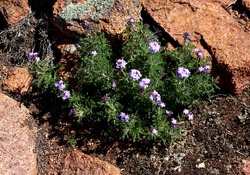 A Colony Of Dakota Mock Vervain Flowers; Tonto National Forest In Arizona