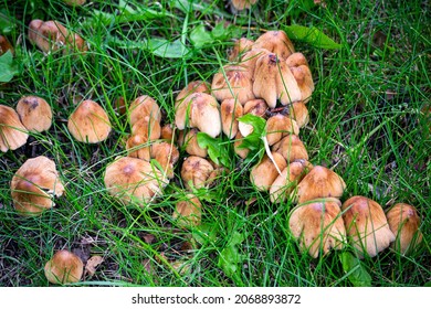 Colony Of Dung Beetle Mushrooms In The Middle Of Green Grass.