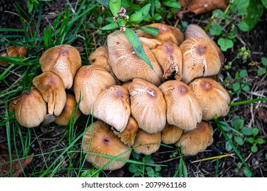 Colony Of Dung Beetle Mushrooms In The Middle Of Green Grass