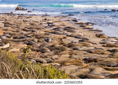 The colony of elephant seals at Elephant Seal Vista Point viewpoint near San Simeon on Highway Number One, California, USA West