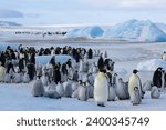 Colony of emperor penguins (Aptenodytes forsteri), Snow Hill Island, Weddell Sea, Antarctica, Polar Regions