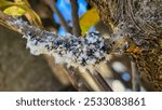 Colony of Eriosoma lanigerum, the woolly apple aphid, woolly aphid or American blight, an aphid in the superfamily Aphidoidea in the order Hemiptera on a apple tree twig. Selective focus.