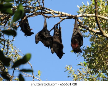 Colony Flying Foxes Fruit Bats Queensland Stock Photo 655631728 ...