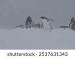 A colony of gentoo penguins in a blizzard in Antarctica