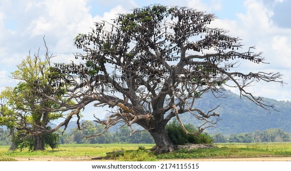 Colony of giant fruit bats roosting on a large tree\
landscape view.
