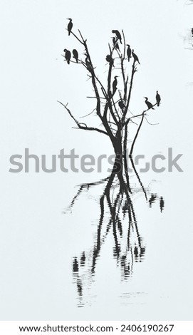 Similar – lonely Baum Natur Feld