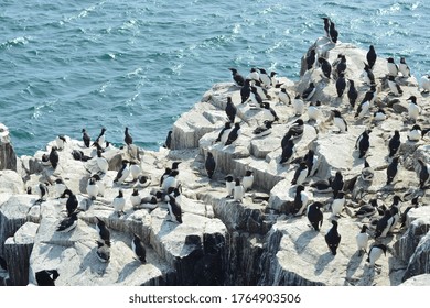 A colony guillemots sitting the cliffs the Faroe islands  North Sea  Northumberland coast