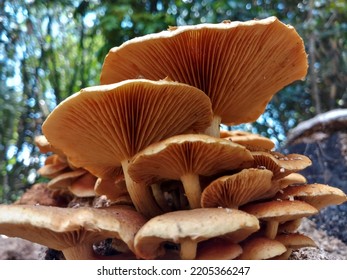 The Colony Of Gymnopilus Sp