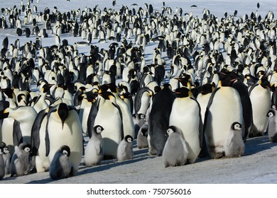 645 Imperial penguin Images, Stock Photos & Vectors | Shutterstock