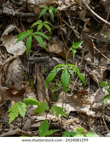A colony of Indian Cucumber Root stalks, one with buds. Shows interesting whorled leaf pattern. Photographed in the Great Smoky Mountains National Park. 