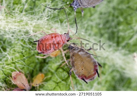 A colony of insects on the underside of an apple tree leaf in an orchard. Rosy apple aphid, Dysaphis plantaginea. Pests of apple, Malus sp.