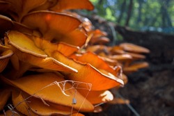 A Colony Of Jack-o-Lantern Mushrooms Grown Along A Fallen Tree.