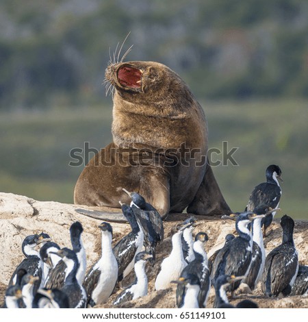 Colony of king cormorants and sea lion, Patagonia