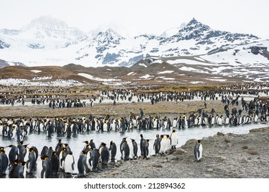 Colony Of King Penguin, Antarctica