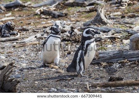 Colony of magellanic penguins on Magdalena island, Strait of Magellan, Chile(Spheniscus demersus)