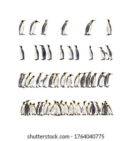 Colony of many king penguins together, isolated on white