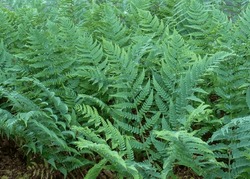 A Colony Of Marginal Wood Fern,  Dryopteris Marginalis, Showcases Its Bluish-green, Finely-textured Fronds. This Evergreen Species Adds Winter Interest In Native Woodland Gardens.