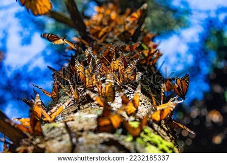 Colony of Monarch butterflies (Danaus plexippus) on a pine trunk
