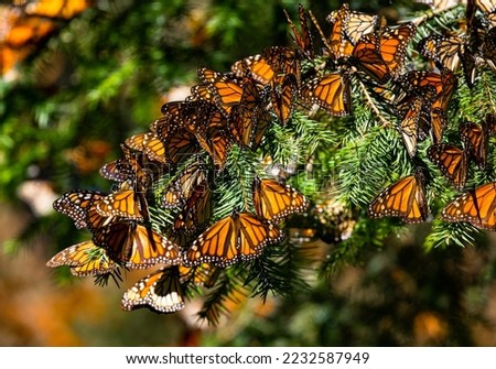 Colony of Monarch butterflies (Danaus plexippus) are sitting on 