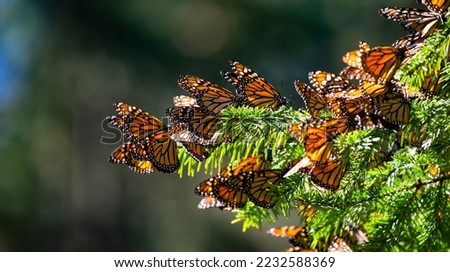 Colony of Monarch butterflies (Danaus plexippus) are sitting on 